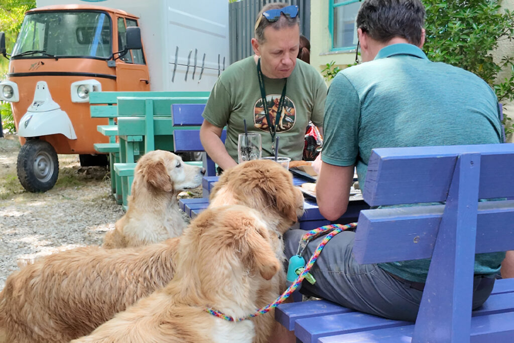 Kutyabarát dunaparti sörkert – vendégek golden retrieverekkel az Evezős Sörkert asztalánál, hekk és sör társaságában